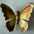 Mid 20th Century Set of 3 Vintage Mid Century Brass Butterfly Wall Hangings For Sale - Image 5 of 8