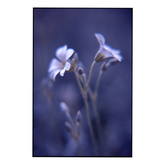 Paul Cooklin, Woodruff, Gallium Odoratum, Edition of 50 For Sale