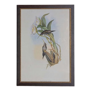 19th Century Bird Print - One of 24 For Sale