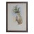 19th Century Bird Print - One of 24 For Sale