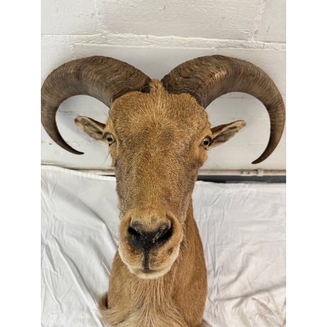 Early 21st Century Vintage Taxidermy Aoudad (Barbary Sheep) Shoulder Mount For Sale - Image 5 of 9