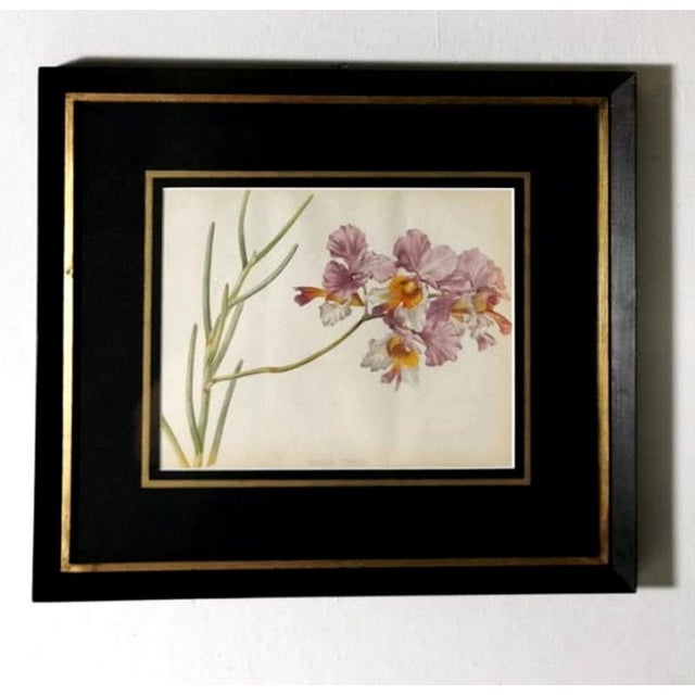 Framed Botanical Chromolithographic Prints England 1870 1880