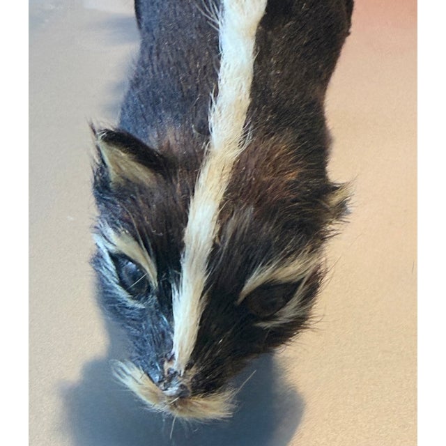 9 Inch Skunk, Hand Crafted , Fur, Figurine Vintage For Sale In Orlando - Image 6 of 8