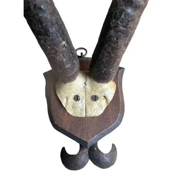 1900s Chamois Goat Trophy Rd29 For Sale - Image 4 of 5