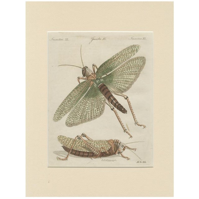 Bertuch, Giant Locust & Grasshopper, 1800, Engraving For Sale - Image 13 of 13