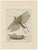 Bertuch, Giant Locust & Grasshopper, 1800, Engraving For Sale - Image 13 of 13