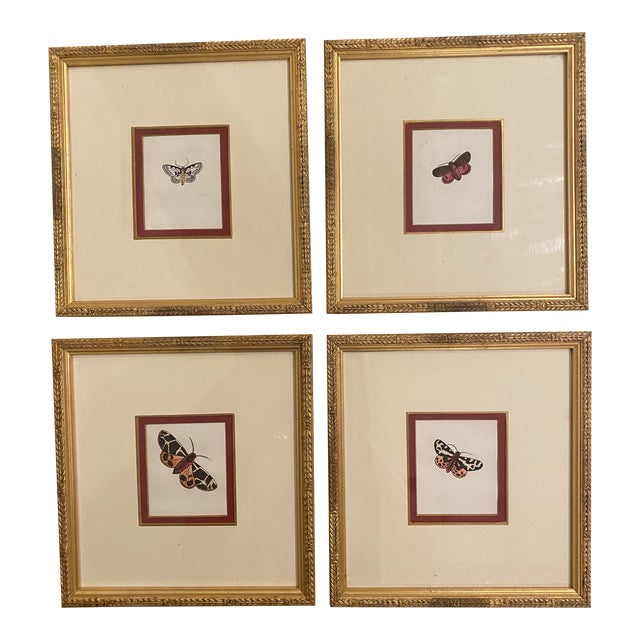 Framed Antique Butterfly Prints Set of 4 Chairish