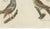 19th Century Bertuch, Royal Flycatcher and Bee-Eaters, 1805, Print For Sale - Image 5 of 12