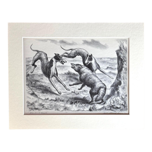 1939 Print in 11x14 Mat, Ready to Frame: John Steuart Curry, "Hounds and Coyote"