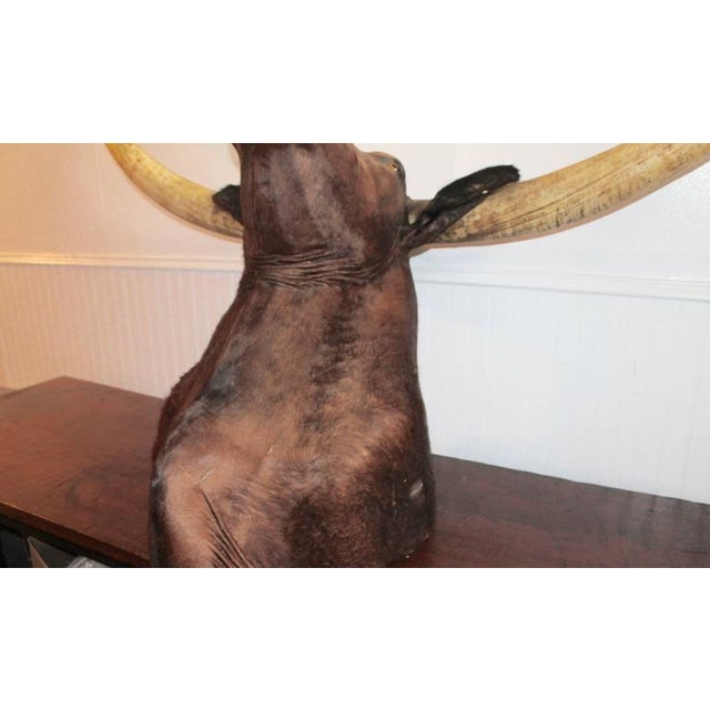 This was found on a Ranch in Texas and is signed Bud Jones Taxidermy from Texas and dated 1969. Has Glass eyes. The...