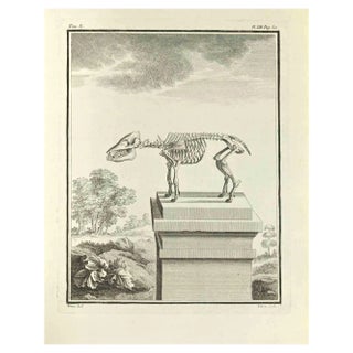 Jacques Baron, The Skeleton, Etching, 1771 For Sale