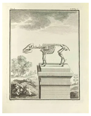 Jacques Baron, The Skeleton, Etching, 1771