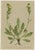 After Anton Hartinger, Pedicularis Wildflower from the Alps, 1897, Chromolithograph, Set of 8 For Sale - Image 4 of 12