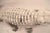 Folk Art Fiberglass Crocodile in White Paint Surface For Sale - Image 3 of 10
