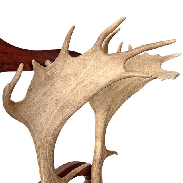 Vintage Fallow Deer Antler Hall Tree For Sale - Image 11 of 15