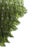 1990s Green Murano Glass Petal Chandelier with Gold-Toned Support, Italy, 1999 For Sale - Image 5 of 11