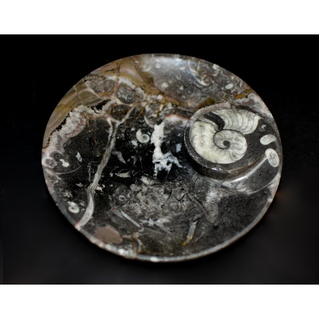 Pair Large Ammonite Plates 6.25" Millions Years Fossil For Sale - Image 12 of 12