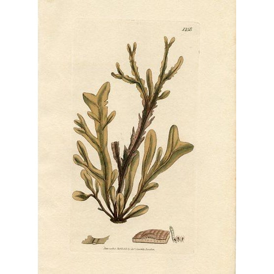 Illustration Antique Seaweed Prints by Sowerby, Set of 6, Early 1800s, Original Hand Colored Engravings, England For Sale - Image 3 of 7