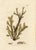 Illustration Antique Seaweed Prints by Sowerby, Set of 6, Early 1800s, Original Hand Colored Engravings, England For Sale - Image 3 of 7