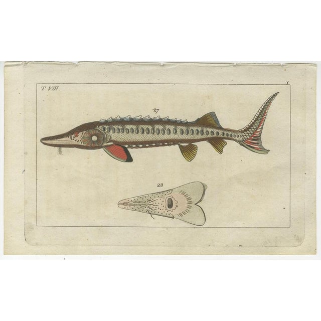 Set of two original antique fish prints. Ratfish or rabbitfish, Chimaera monstrosa. Sea sturgeon, Acipenser sturio 27, and...