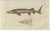 Set of two original antique fish prints. Ratfish or rabbitfish, Chimaera monstrosa. Sea sturgeon, Acipenser sturio 27, and...