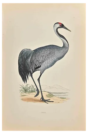 Alexander Francis Lydon, Crane, Woodcut Print, 1870