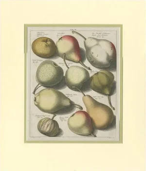 Knoop, Tab II: The Various Pears, 1758, Print on Paper