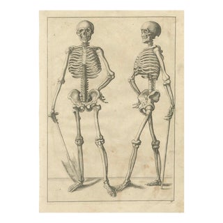 Anatomical Skeleton Study, 1745, Paper For Sale