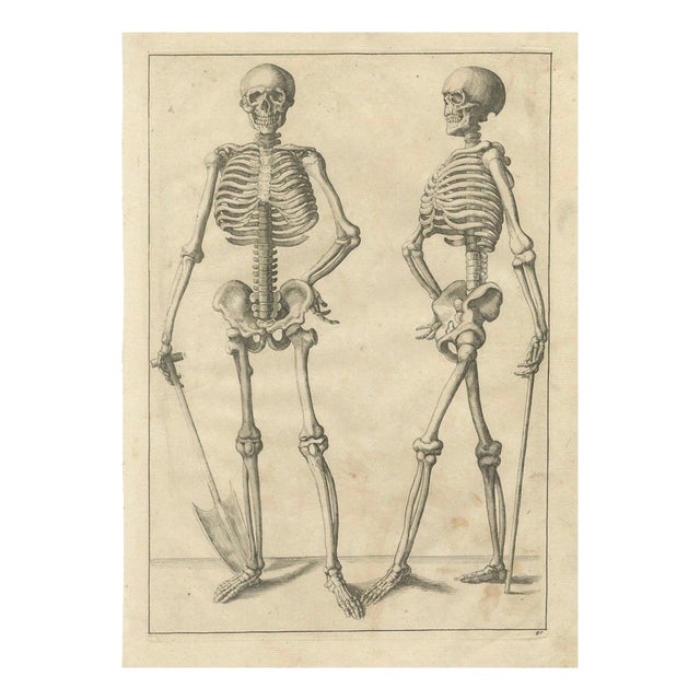 Anatomical Skeleton Study, 1745, Paper For Sale