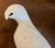 Antique 18th Century Chinese Blanc De Chine White Porcelain Parrot For Sale - Image 10 of 18