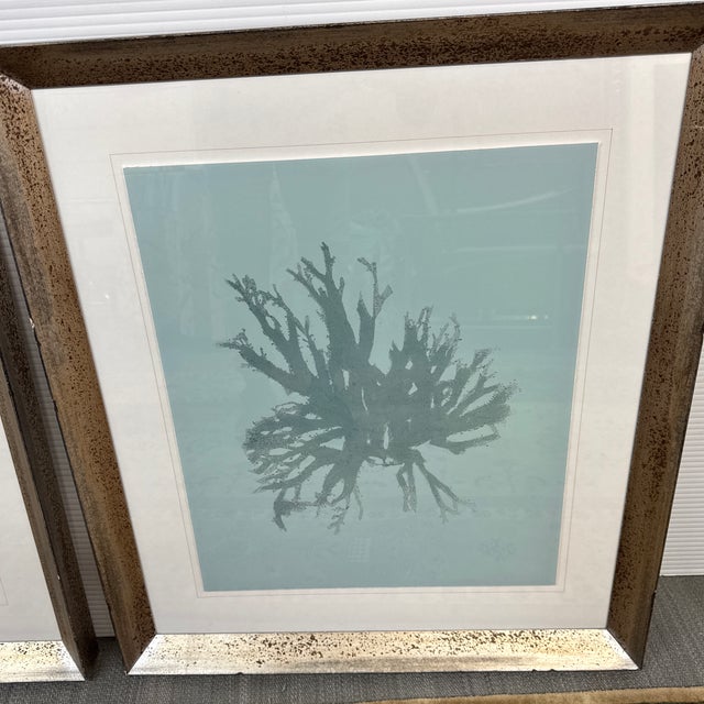 Soicher Marin Gallery Blue Ocean Coral Prints, Set of Three For Sale - Image 11 of 12