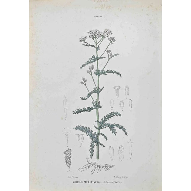 Vincenzo Tenore, Achillea Millefolium, Lithograph, 1870s For Sale