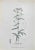 Vincenzo Tenore, Achillea Millefolium, Lithograph, 1870s For Sale