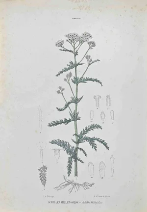 Vincenzo Tenore, Achillea Millefolium, Lithograph, 1870s