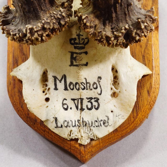 1930s Antique Red Deer Trophy by Philipp Ernst, Prince of Thurn and Taxis, 1933 For Sale - Image 5 of 6