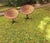 Wood Bamboo and Iron Swivel Pod Chairs, 1960s, Set of 2 For Sale - Image 7 of 10