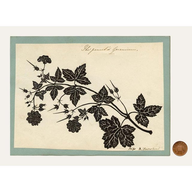 Barbara Anne Townshend, The Pencil'd Geranium, Paper Cut For Sale - Image 6 of 8