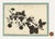 Barbara Anne Townshend, The Pencil'd Geranium, Paper Cut For Sale - Image 6 of 8
