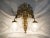 1950s Brass Dragon 2-Light Wall Sconce For Sale - Image 12 of 12