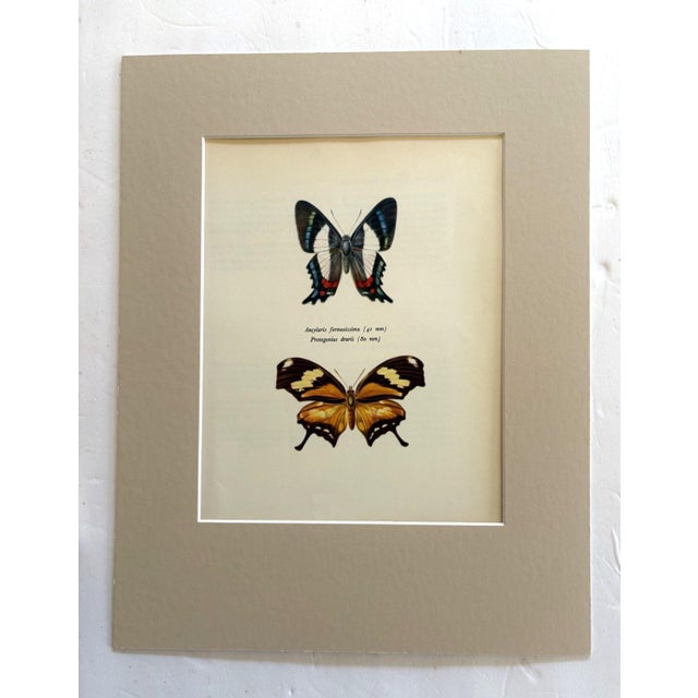 Realism Vintage 1965 Butterfly Print: Ancyluris Formosssima/Protagonius Drurii 11x14 Mat For Sale - Image 3 of 3