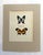 Realism Vintage 1965 Butterfly Print: Ancyluris Formosssima/Protagonius Drurii 11x14 Mat For Sale - Image 3 of 3