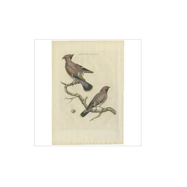 Sepp, Nozeman & Houttuyn, The Bohemian Waxwing, 1797, Print For Sale - Image 4 of 5