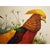 Chinoiserie XL Magnificent Golden Pheasant by Daniel Giraud Elliot, Limited Edition Vintage Lithogravure For Sale - Image 3 of 12