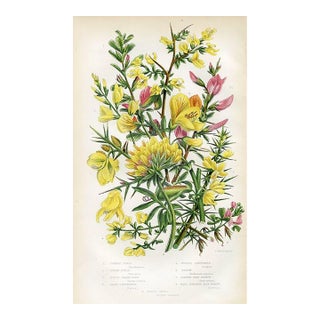 1870s, Furze Botanical Print by Anne Pratt, Original Antique Botanical Print, Lithograph, England For Sale
