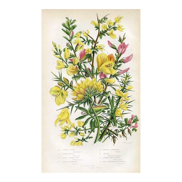 1870s, Furze Botanical Print by Anne Pratt, Original Antique Botanical Print, Lithograph, England For Sale