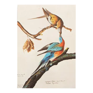 1966 Birds of America Passenger Pigeon Cottage Reproduction Print