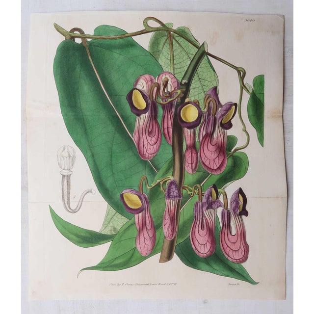 Pink William Fitch, Botanical Prints Curtis. 1838, Paper For Sale - Image 8 of 10