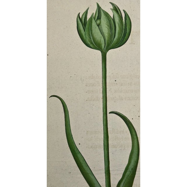 This is a hand-colored copperplate engraving entitled "Tulipa viridiscoloris, Fritillaria iuncifolns, Allium Vrsinum"...
