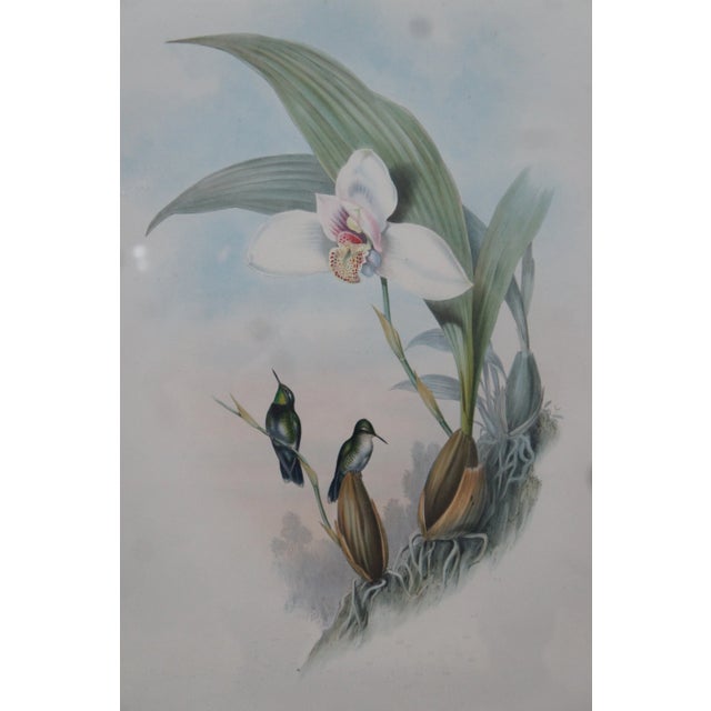 Antique John Gould Ornithological Myiabeillia Hummingbird Lithograph Print For Sale - Image 4 of 11