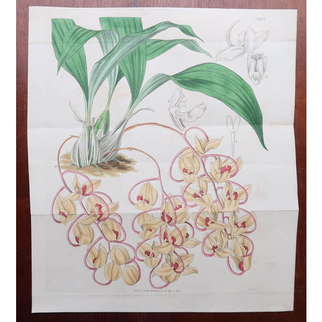 Paper Botanical Prints, 1837, Paper, Set of 9 For Sale - Image 7 of 11